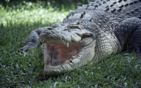 A saltwater crocodile (Crocodilus porosus), in Hartleys Creek, Queensland, Australia.