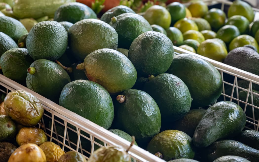 Fresh ripe green avocados, tropical fruits and vegetables on farmers market on Fuerteventura, Canary islands, Spain, store, avocado,