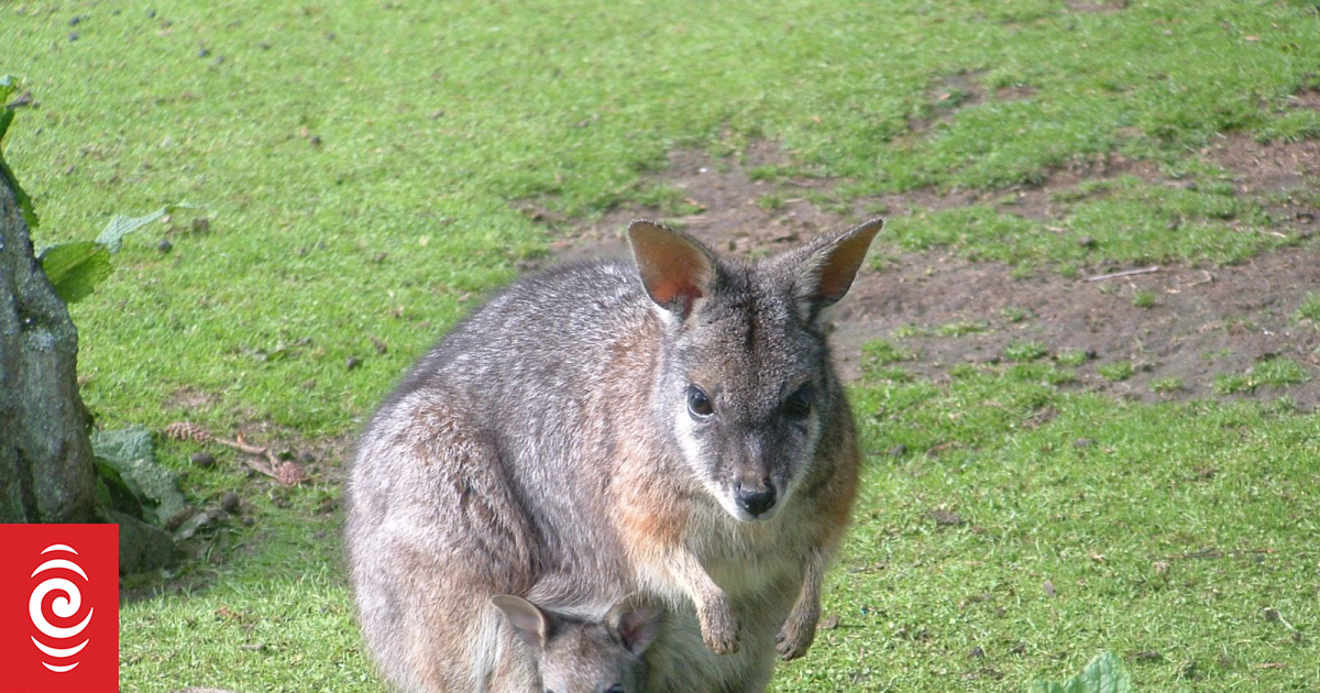 Bay of Plenty wallaby infestation: 2000 controlled this year | RNZ News
