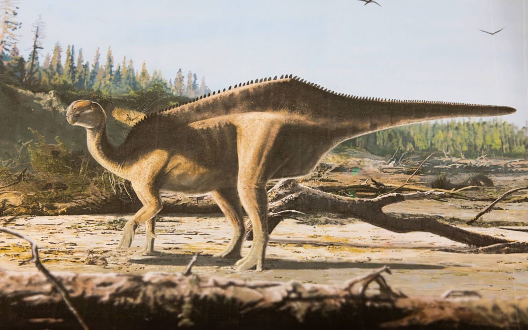 The dinosaur would have had an exaggerated sail-like feature on its back.