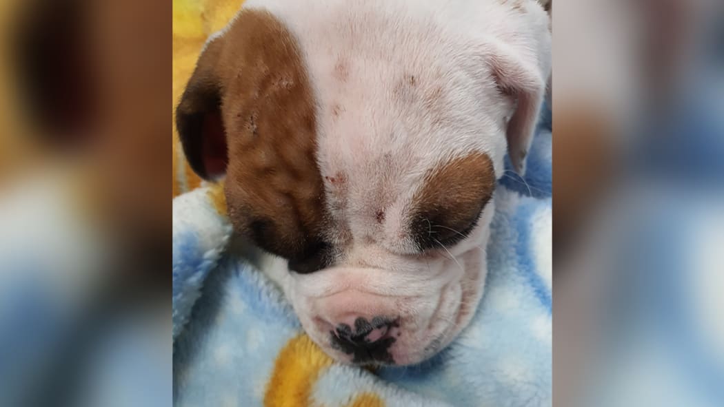 Boxer puppy Cooper had inflamed ears, scabs and nodules soon after he was purchased.