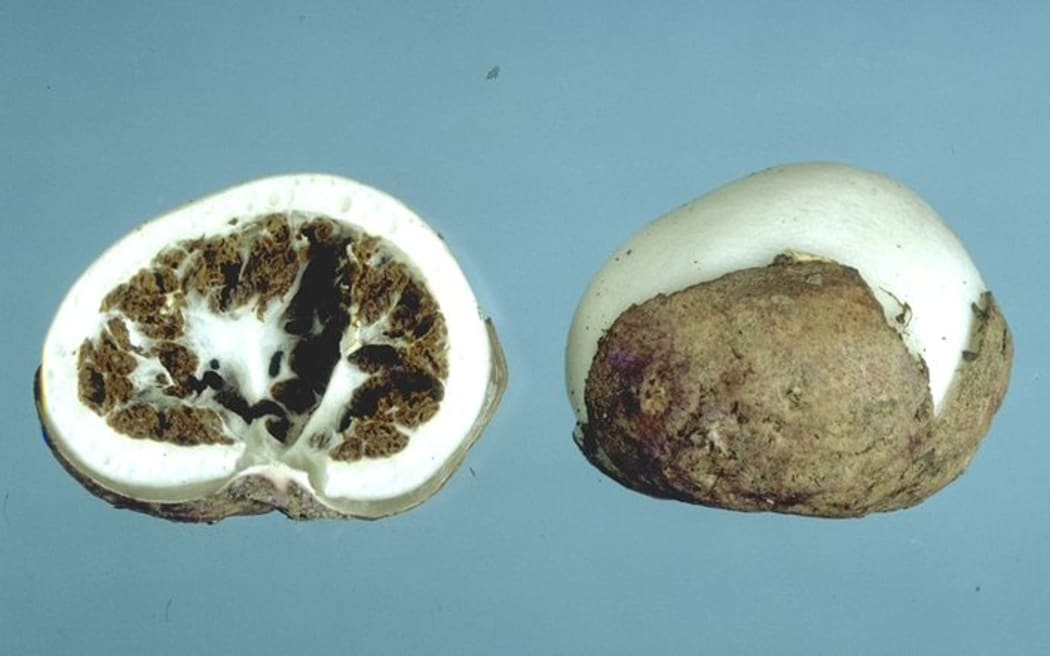 Claustula fischeri