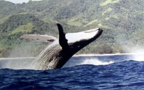 A whale breaches in Rarotonga.