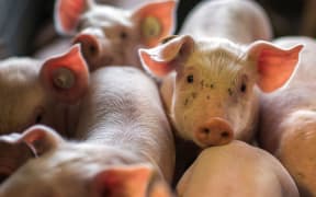 Two-week-old pigs stand in a stall at an animal breeding farm in Losten, Germany, on  21 August 2014.