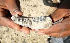 The 2.8m-year-old human lineage jaw bone fossil was found in the Afar region Ethiopia.