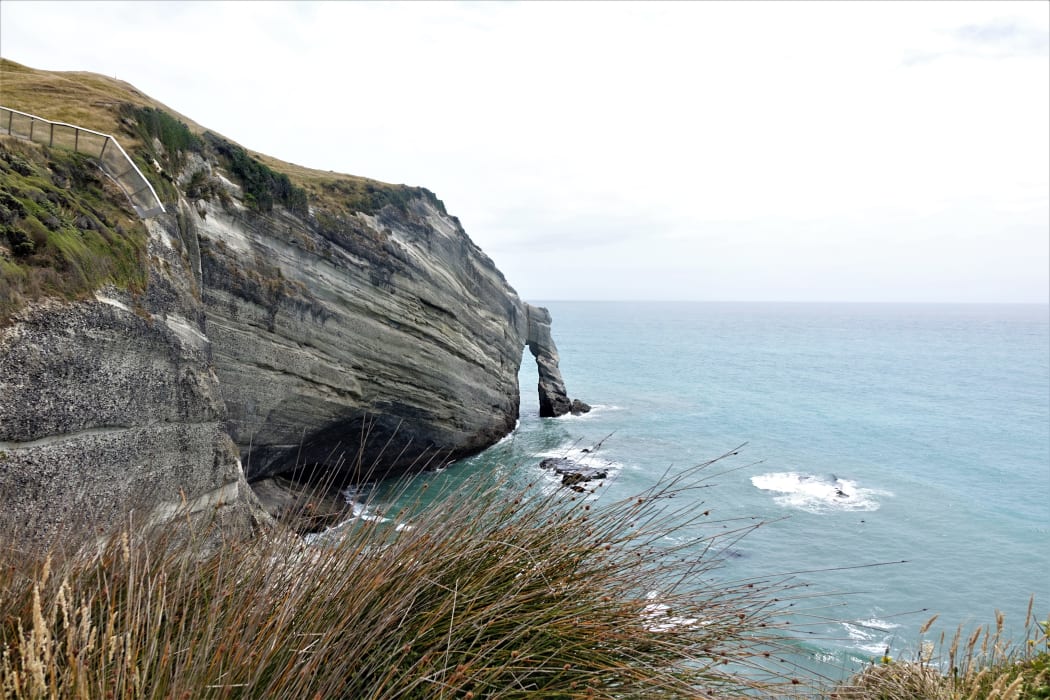 The sea cliffs below the sanctuary and part of the predator fence built into the cliff.