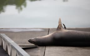 Leopard seal Owha has been spotted in the western reaches of Auckland's Waitemata Harbour.