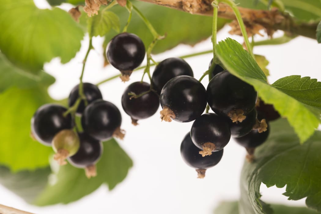 Blackcurrant berries have high polyphenol levels.