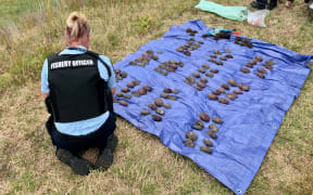Fisheries officers with the haul of paua seized today.