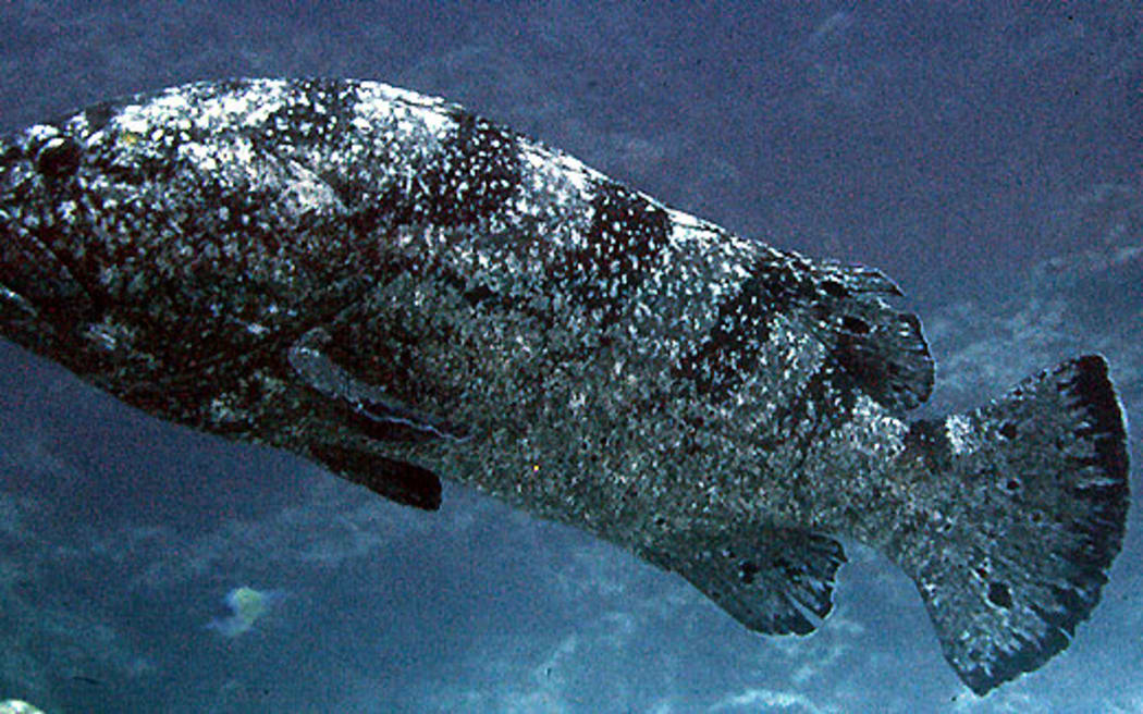 Epinephelus_daemelii - The Black Grouper
