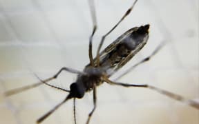 Aedes mosquito 
A female Aedes mosquito. .Credit: NIAID (Photo by IMAGE POINT FR / NIH / NIAID / IMAGE POINT FR / BSIP via AFP)