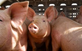 Pigs