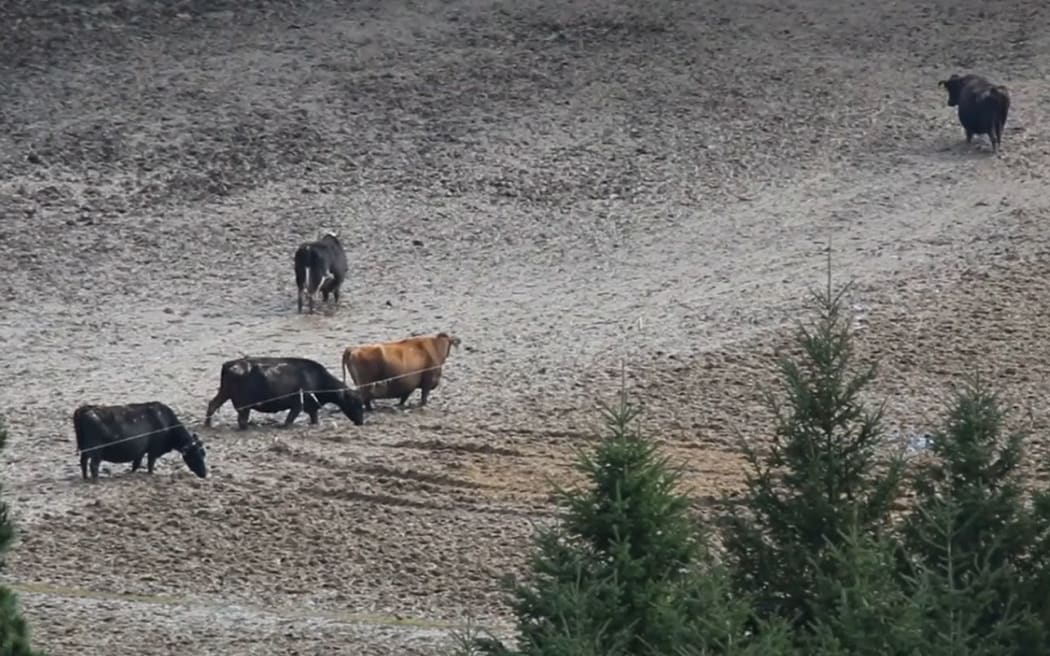 Cows grazing in muddy paddocks in winter 2022 - screenshot from SAFE video