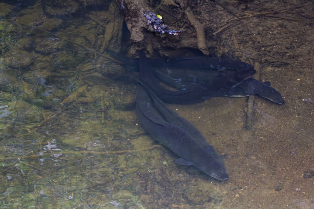 Longfin eel.