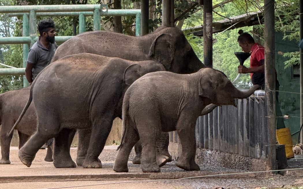 Elephants in Sri Lanka