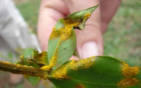 Myrtle rust can threaten plants including pohutukawa, manuka and feijoa trees.