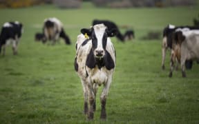 FOR WATER TAX story - Generic cow
