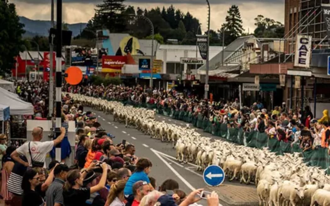 Sheep race set to be a traffic-stopper in Te Kuiti | RNZ News
