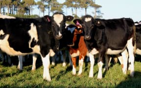 Dairy heifers on Malcolm's farm