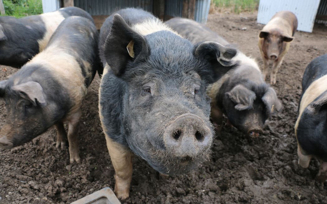 Geilen Family Farm