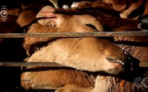 Farmwatch footage reveals bobby calves thrown, dragged