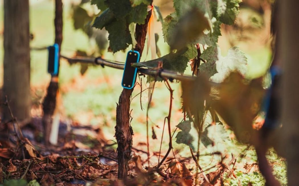 Croptide's sensors are put on the stem of the plant to measure its water status in real-time.