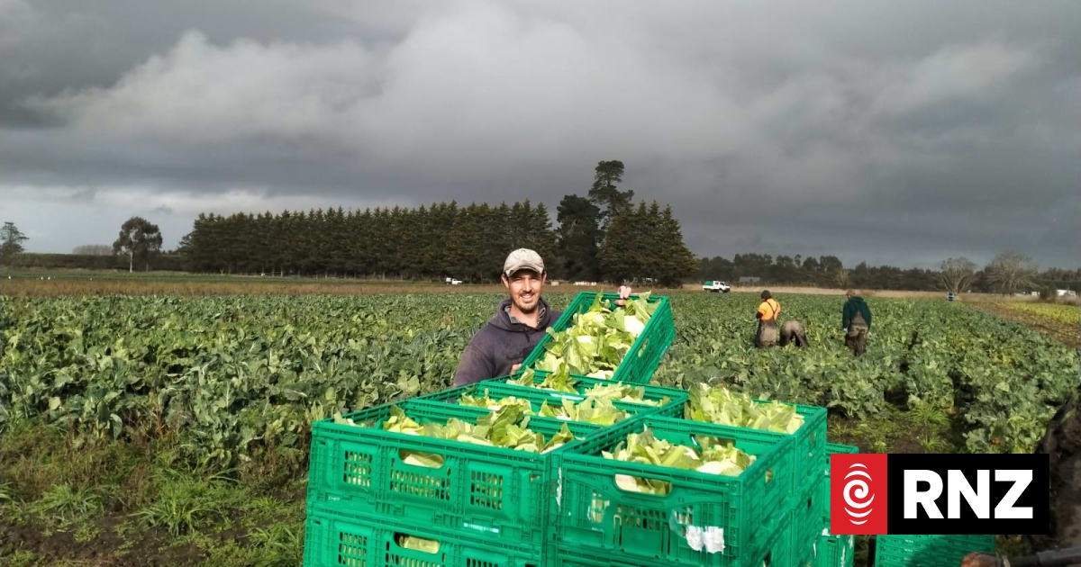 Veggie growers warn supermarket shake-up could backfire on prices