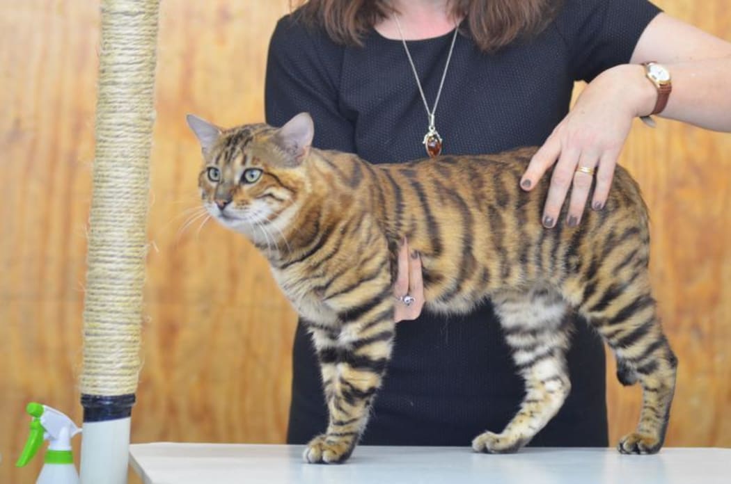 Toyger