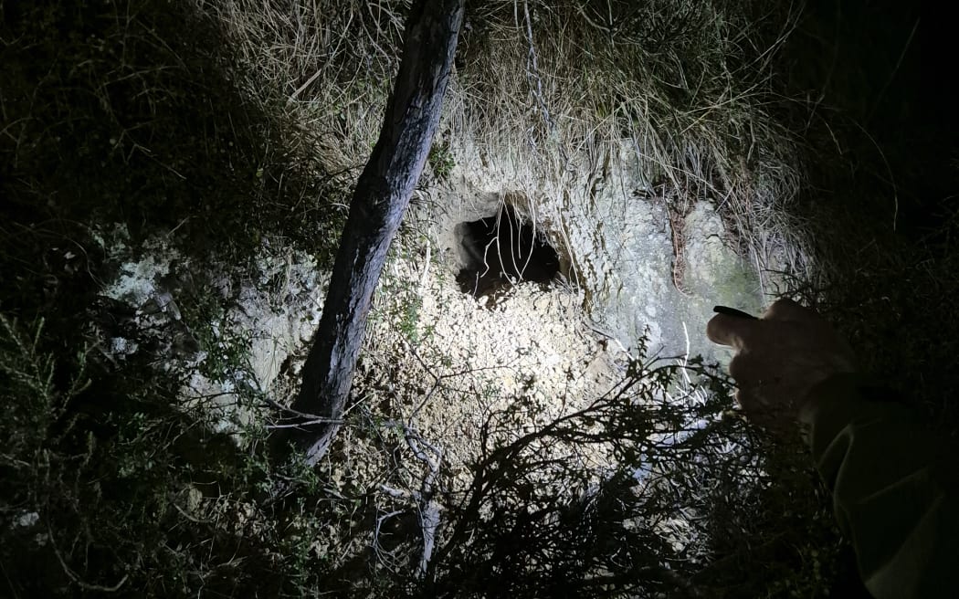 A kiwi burrow on Terawhiti Station, near Wellington.