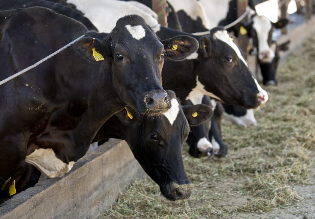 Cattle feed at a farm with its own biogas plant - designed to produce energy from manure - in Tinguiririca, Chile, in November 2014.