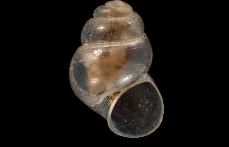 Freshwater snail, Hadopyrgus ngataana Haase