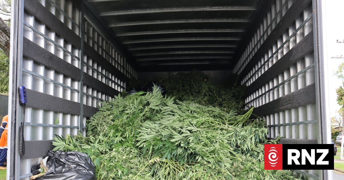 Police seize more than 3000 cannabis plants | RNZ