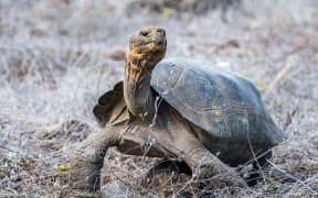This handout picture released by Ecuador's Environment Ministry shows a Floreana giant tortoise (Chelonoidis niger) after being released by park rangers on Floreana Island, in the Galapagos archipelago, Ecuador, on February 20, 2026. The 158 released tortoises come from the Fausto Llerena Breeding and Rearing Center on Santa Cruz Island, where a specialized program was developed using individuals with a high genetic load. This scientific breakthrough made it possible to reactivate a genetic line once considered extinct and to plan its gradual return to Floreana under rigorous technical criteria. (Photo by Handout / Ecuador's Ministry of Environment / AFP) / RESTRICTED TO EDITORIAL USE - MANDATORY CREDIT "AFP PHOTO / ECUADOR'S MINISTRY OF ENVIRONMENT" - NO MARKETING NO ADVERTISING CAMPAIGNS - DISTRIBUTED AS A SERVICE TO CLIENTS
