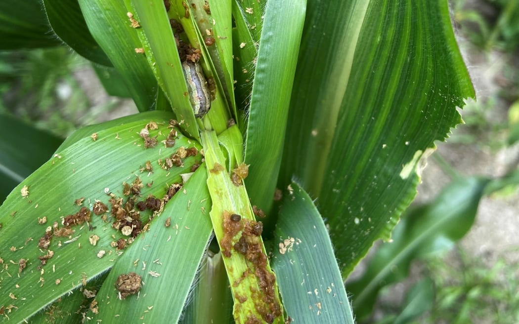 Fall armyworm wreaking havoc on crops.