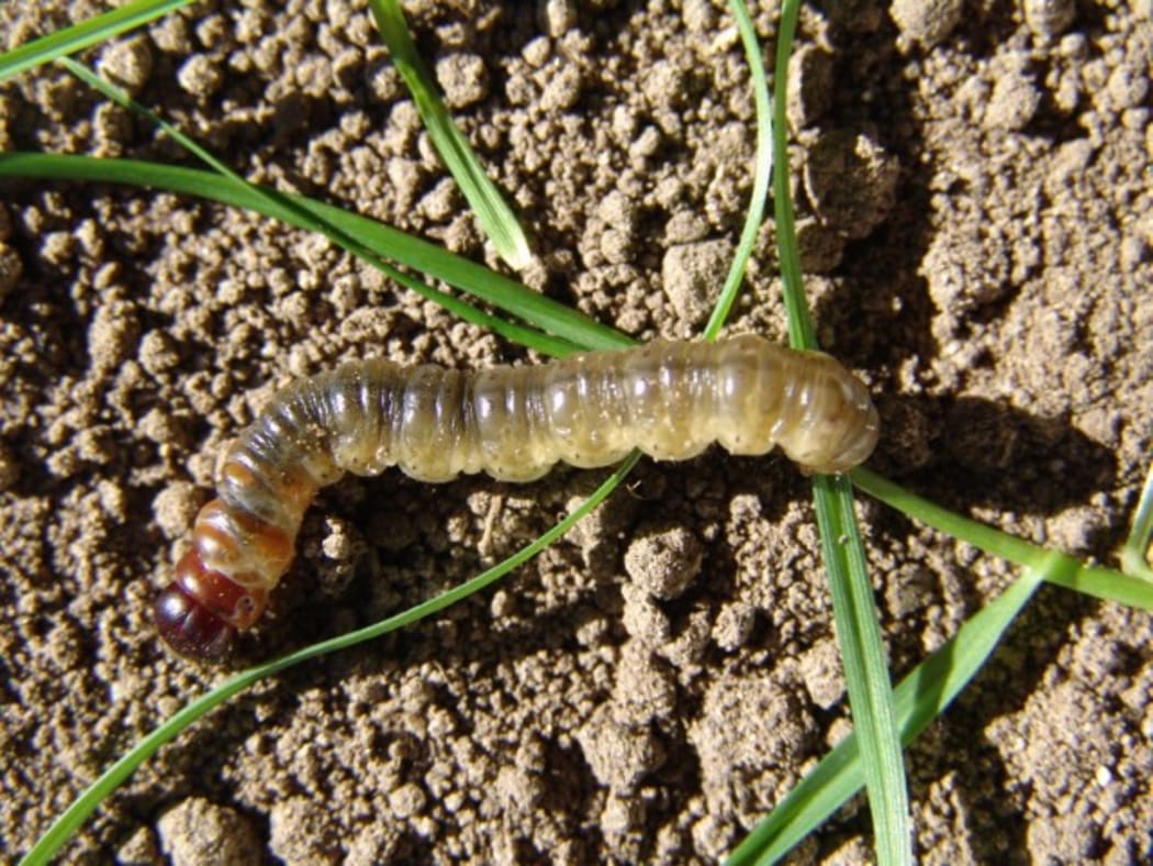 The native porina moth - shown here as a caterpillar - is one of the West Coast's worst agricultural pests.