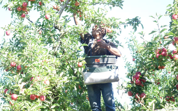 A Solomon Islander picking apples in a Hawke's Bay orchard as part of New Zealand's Recognised Seasonal Employer scheme.
