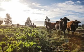 A recent flyover conducted by Environment Canterbury has found Waimakariri farmers are on the right track with their winter grazing practices.