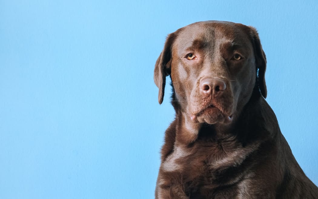 brown dog