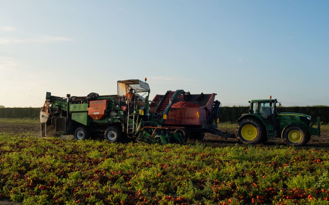 Wattie's had a bumper tomato crop in the 2022 season.