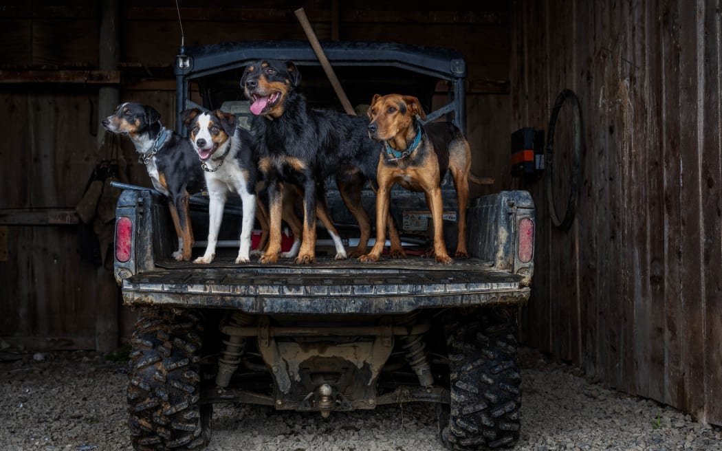 Huntaways, Heading Dogs and crossbreeds have been sampled for the project.