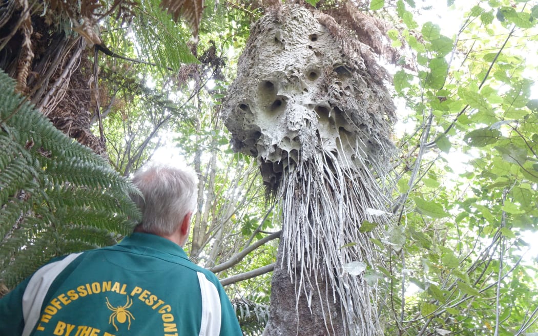 German wasp nest  in an area of native bush at Hamurana
