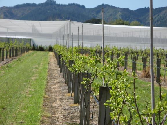 Wi Pere Trust's new plantings