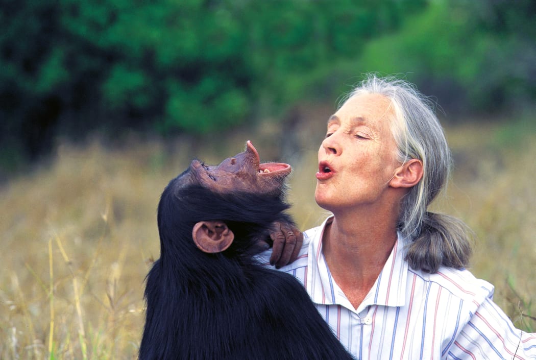 Jane Goodall with chimp