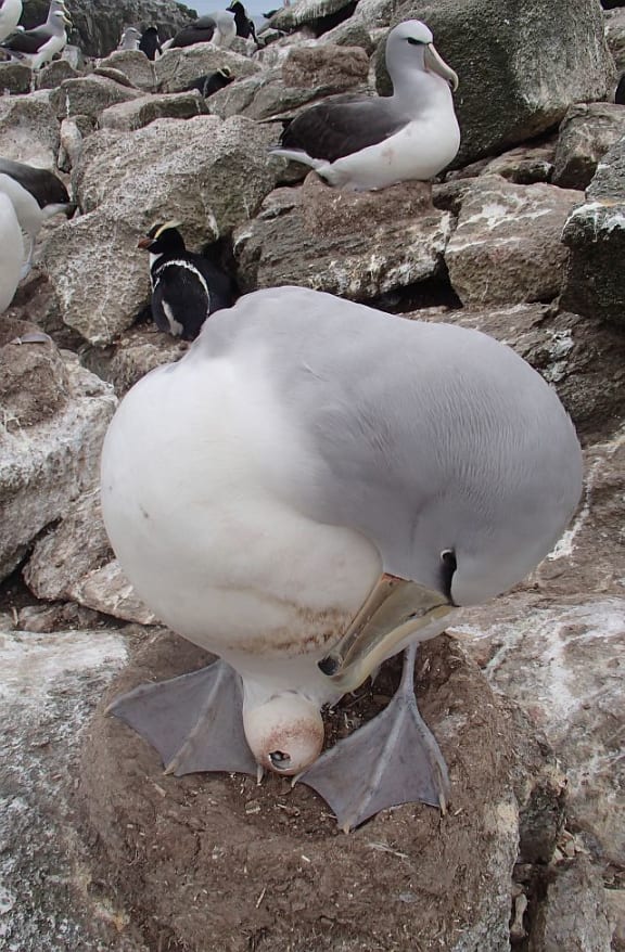 An adult Salvin's albatross, sitting on a nest made from guano, checks on its chick which has pipped through the eggshell and is beginning to hatch, a process that may take up to five days.