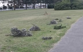 Vandals driving 4WD vehicles destroyed pohutukawa trees on Marine Parade in Napier.