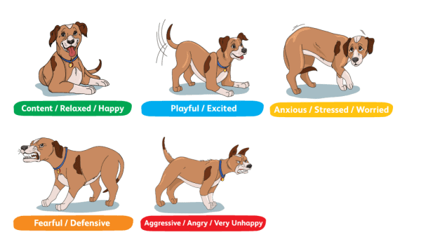 SPCA's various illustrations of dog behaviour and what they mean.