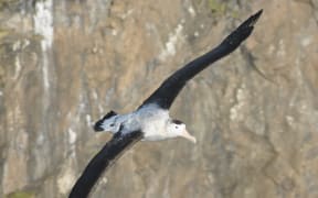 A male Antipodean wandering albatross soars through the sky.