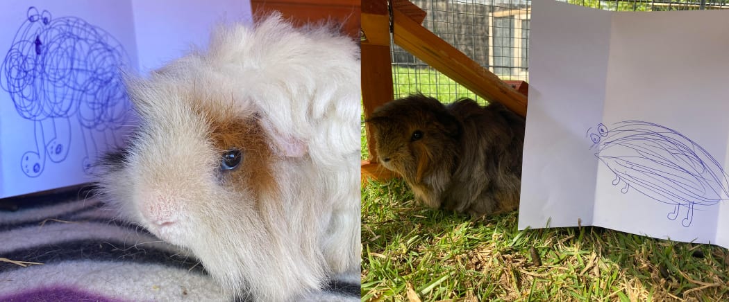 Guinea pigs Wally and Stan pose with their art