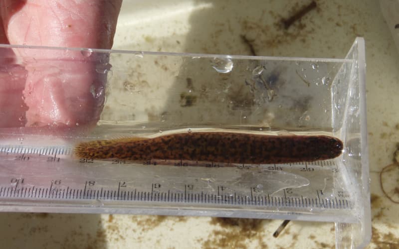 Mudfish pulls off last-minute upset to claim Fish of the Year 2026 | RNZ