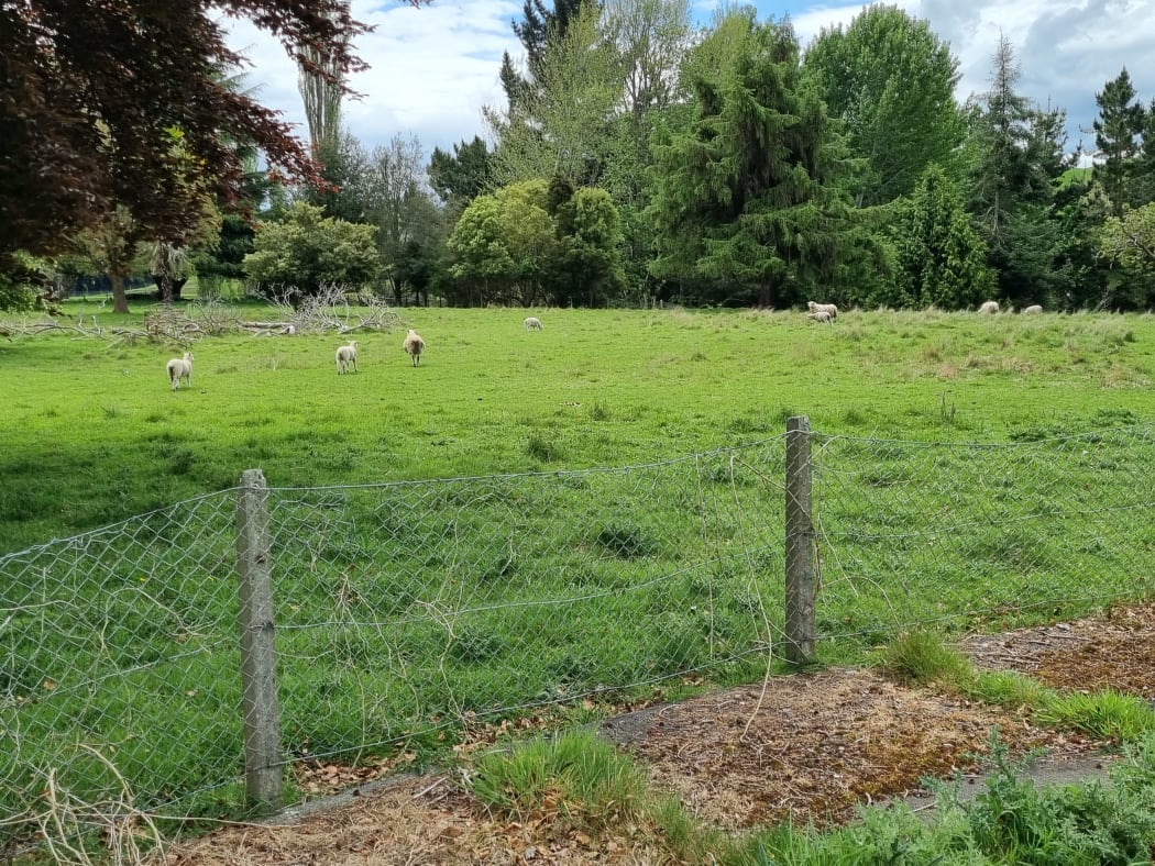 Taihape school farm.